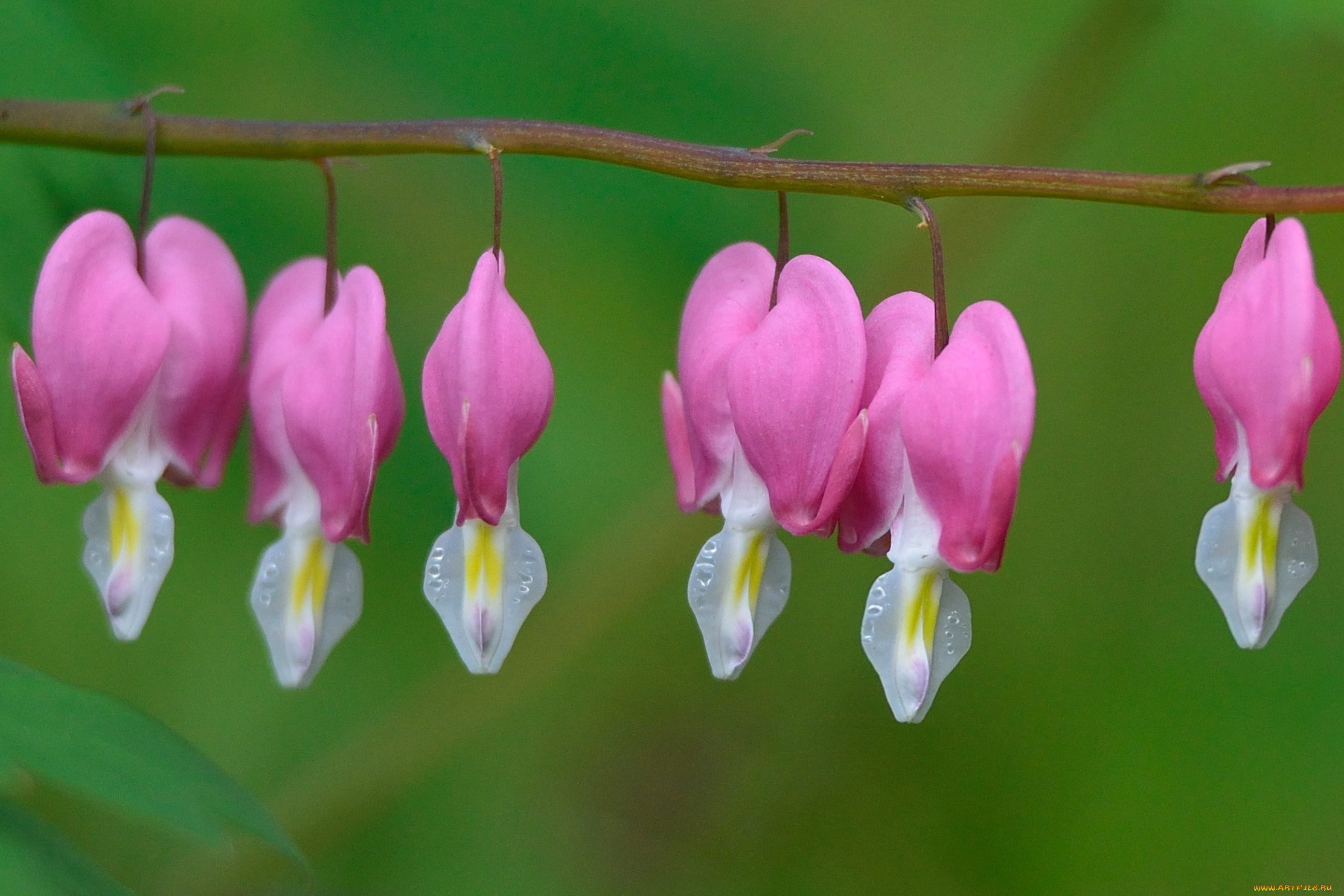 ,  ,  , branch, , , drops, pink, flowers, , , stalks